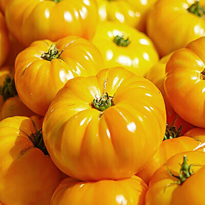 Yellow Tomato - each