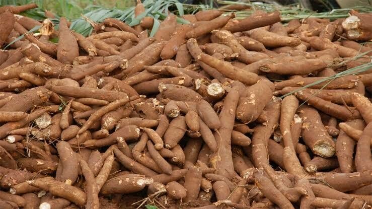 Improved cassava
