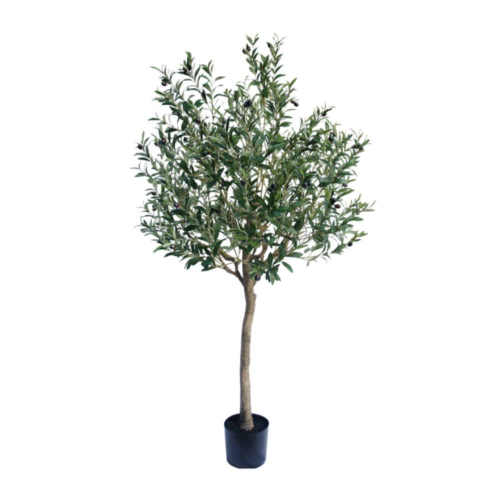 Olijfboom 180cm