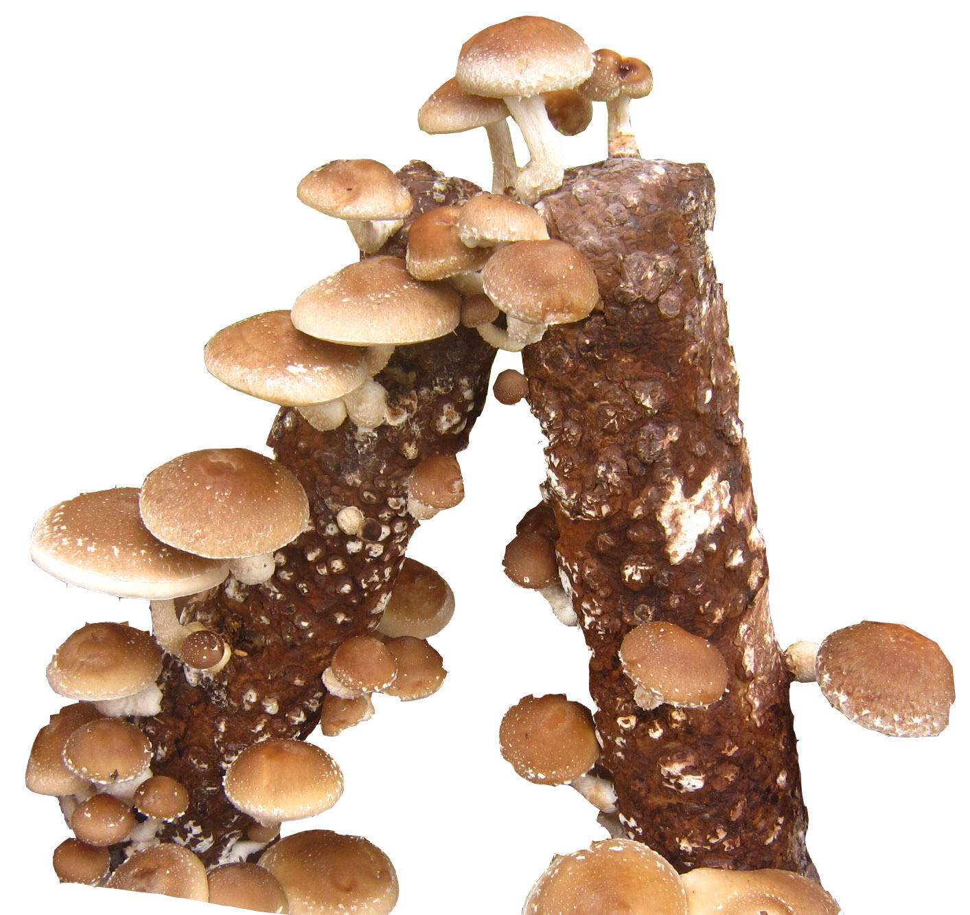 Shiitake mushroom growing log
