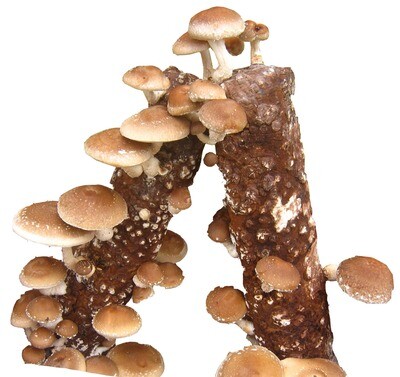 Shiitake mushroom growing log