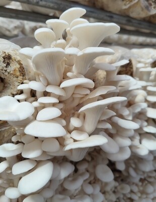 Oyster mushroom growing log