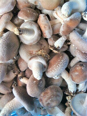 Fresh Shiitake
