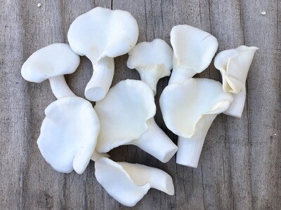 Fresh Oyster mushroom
