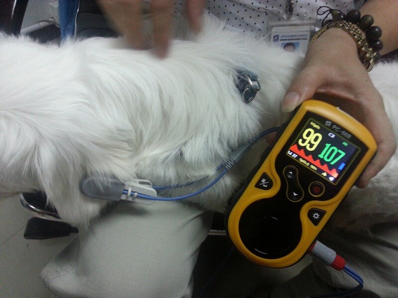 OXY-100 VET PULSE OXIMETER