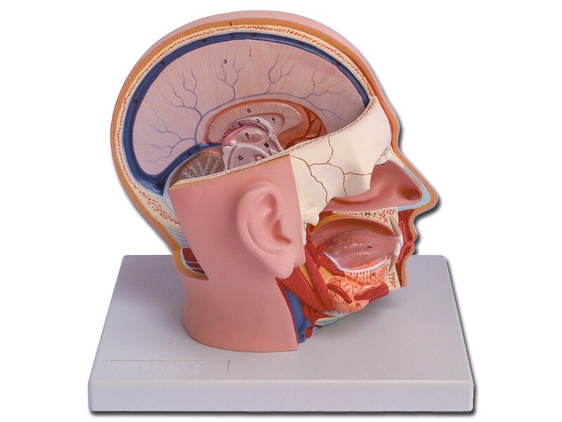 HEAD - 4 parts
