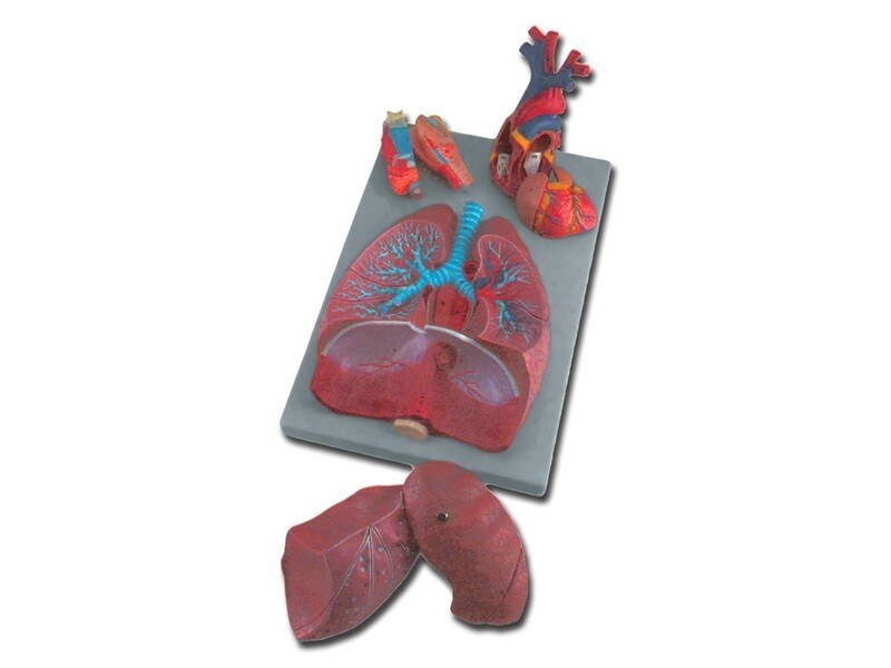 RESPIRATORY SYSTEM - 7 parts