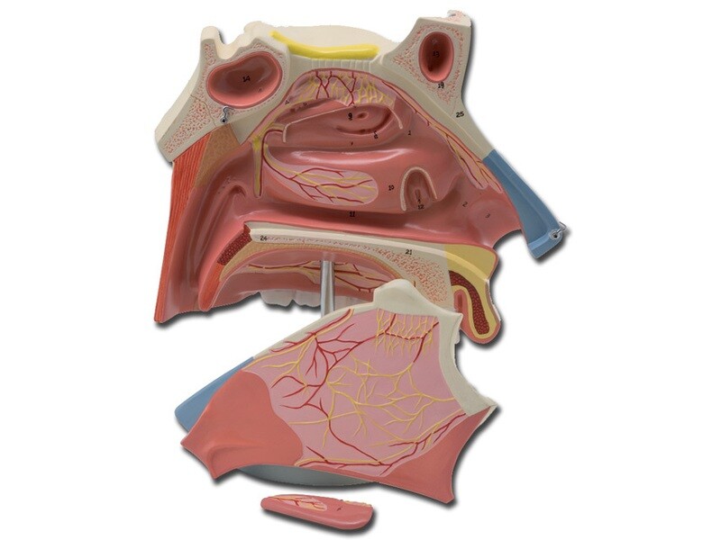 NASAL CAVITY - 3X