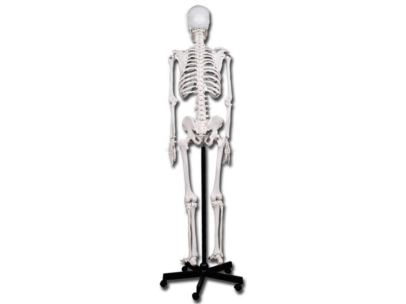 VALUE HUMAN SKELETON
