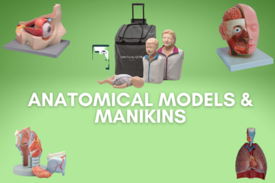 Anatomical Models & Manikins