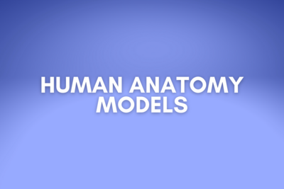 Human anatomy models