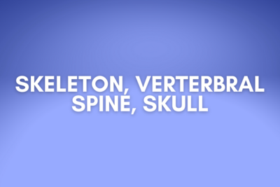Skeleton, vertebral spine, skull