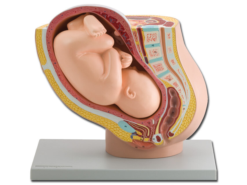 PREGNANCY PELVIS WITH MATURE FETUS - 1X