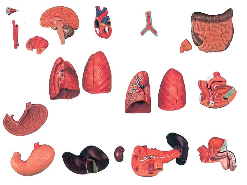 TORSO DUAL SEX - 25 parts