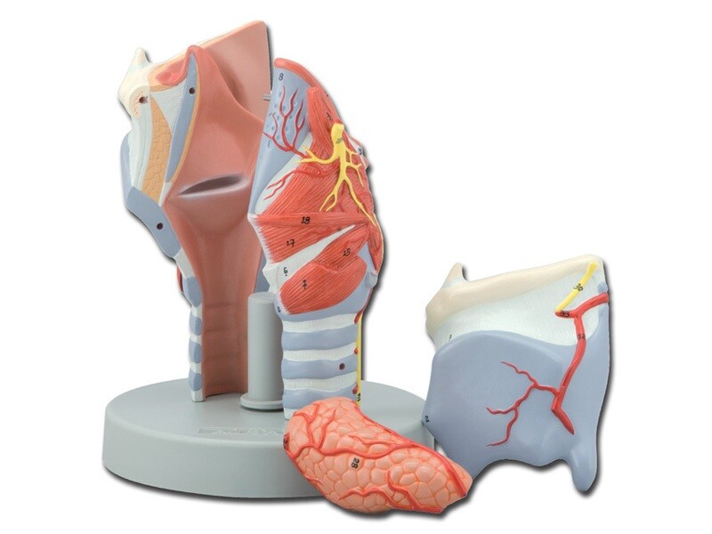 LARYNX MODEL - 5 parts - 2X