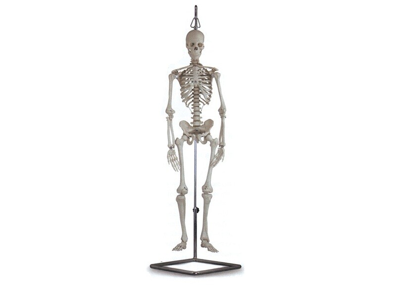 MINI SKELETON