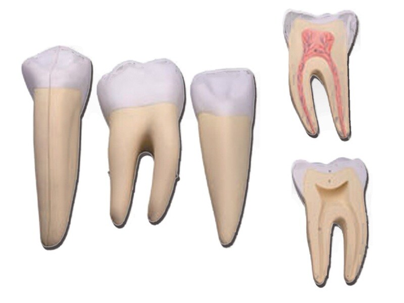 SET 3 TEETH: INCISOR, CANINE, MOLAR - 5 parts - 10X
