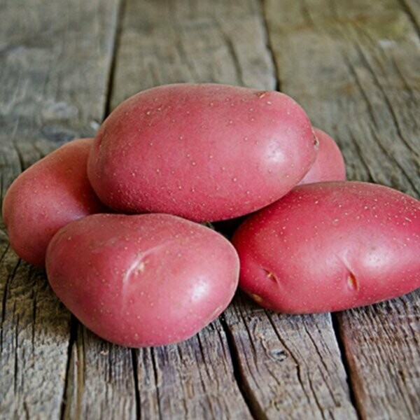 Pomme de terre LA ROUGE DU NORD variété MANITOU - Etui de 25 plants