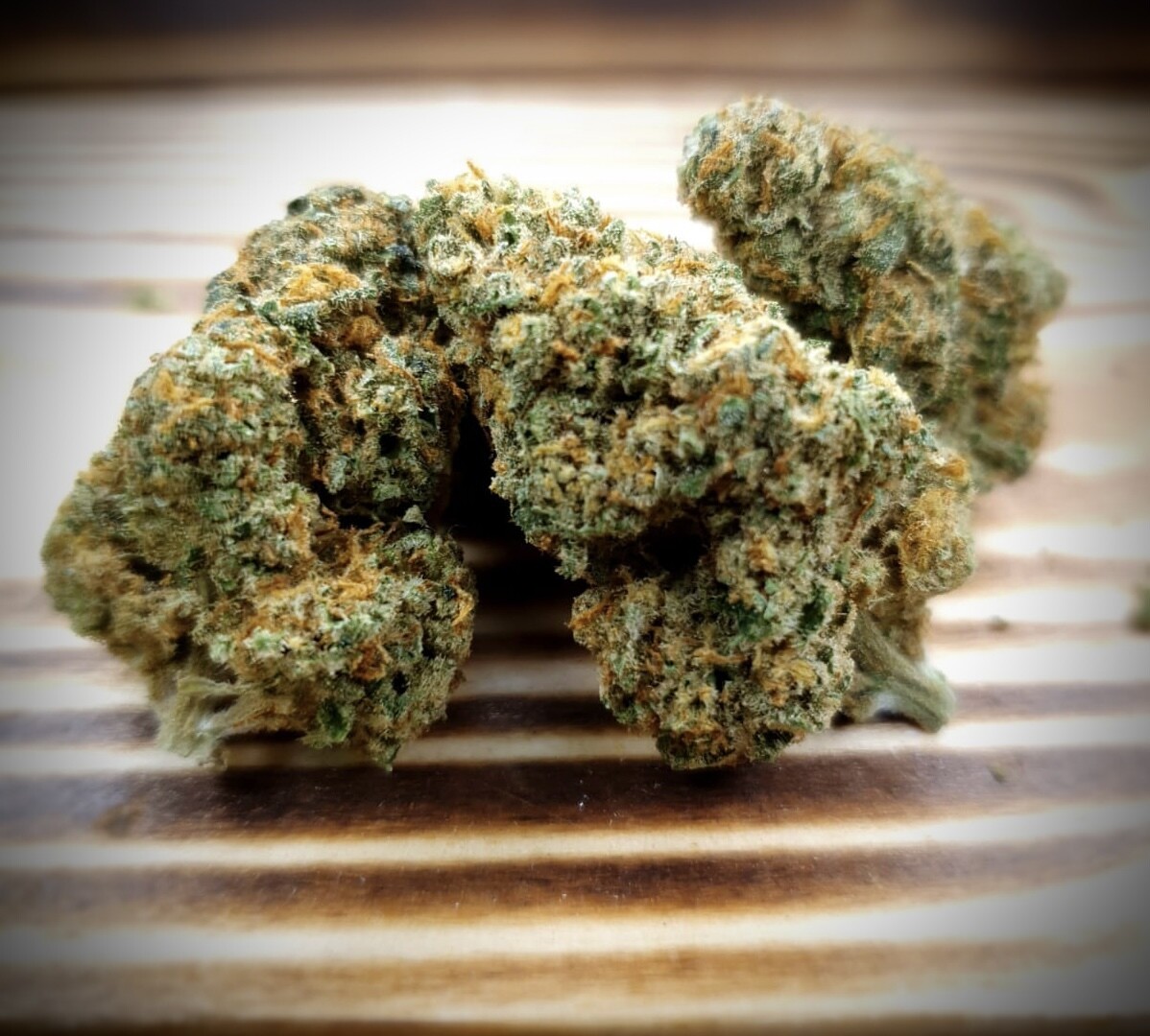 GORILLA