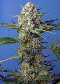 Crystal Candy F1 Fast Version