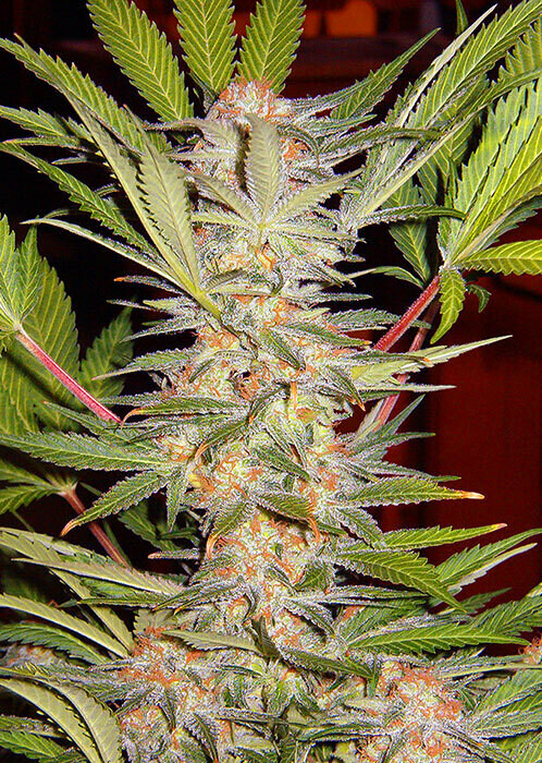 S.A.D. Sweet Afgani Delicious F1 Fast Version