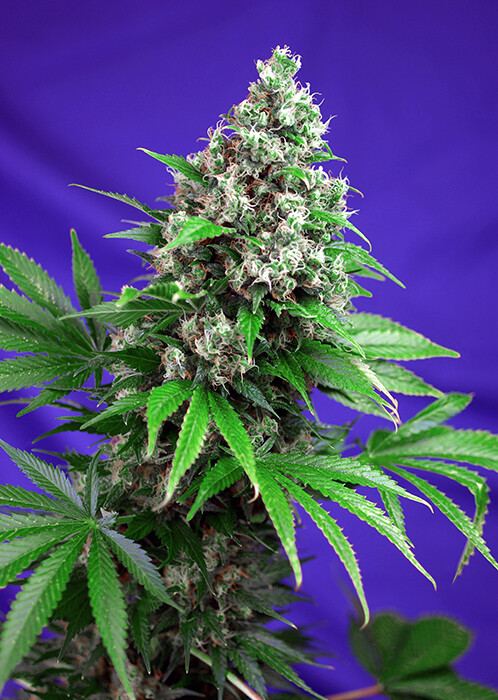 Killer Kush F1 Fast Version