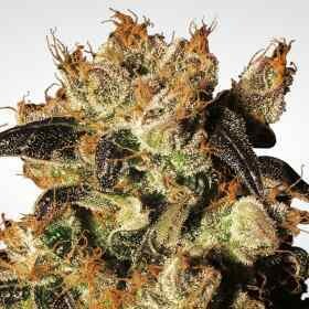 White Berry