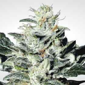 Sensi Star
