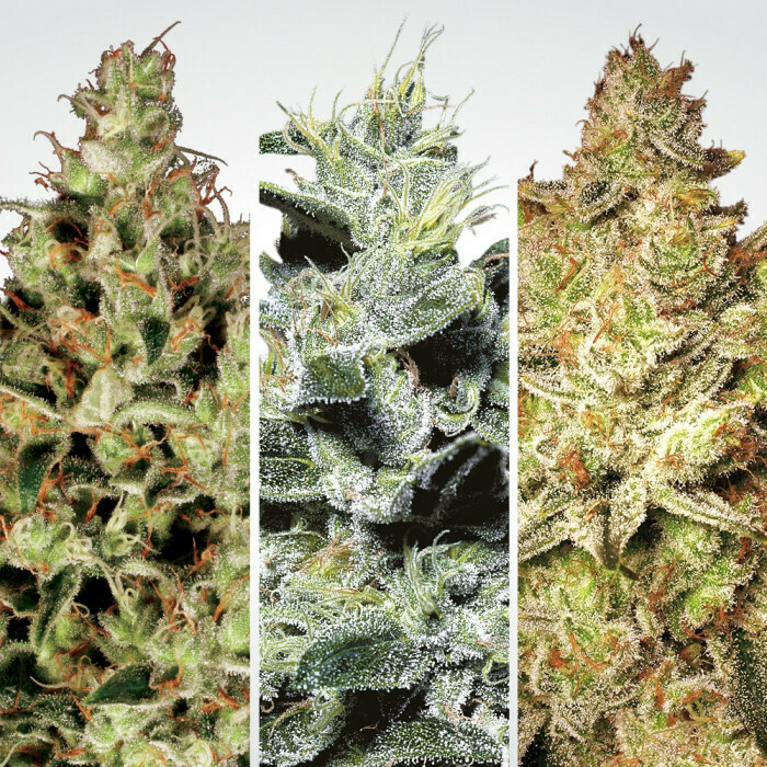 Sativa Champions Pack