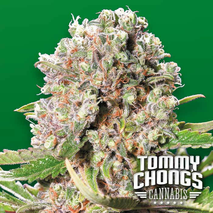 Mendocino Skunk