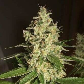 Raspberry Diesel