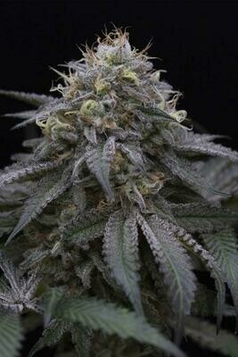 Sugar Breath