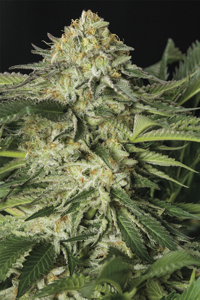 Lemon Garlic OG