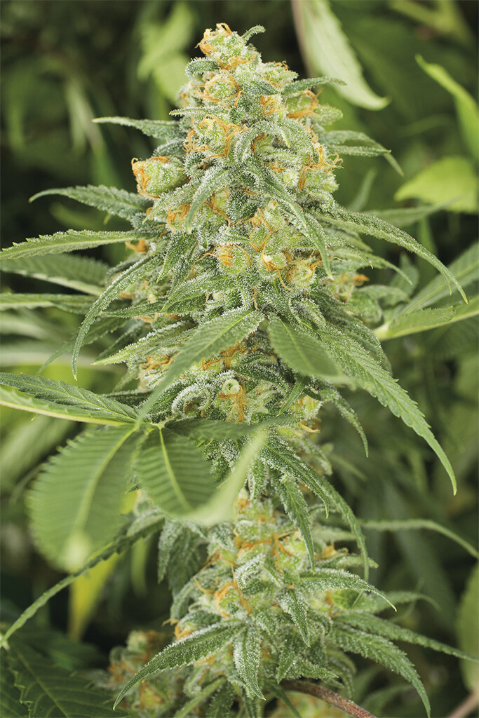 Green Crack