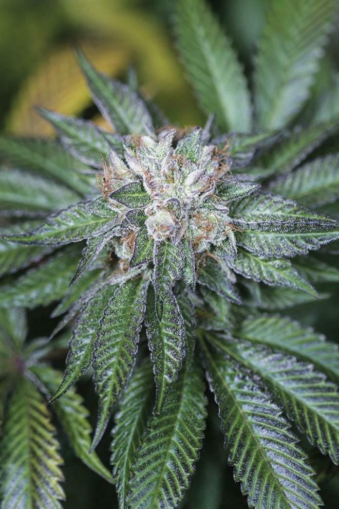 Master Kush