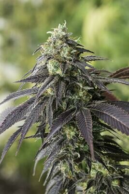 707 Headband