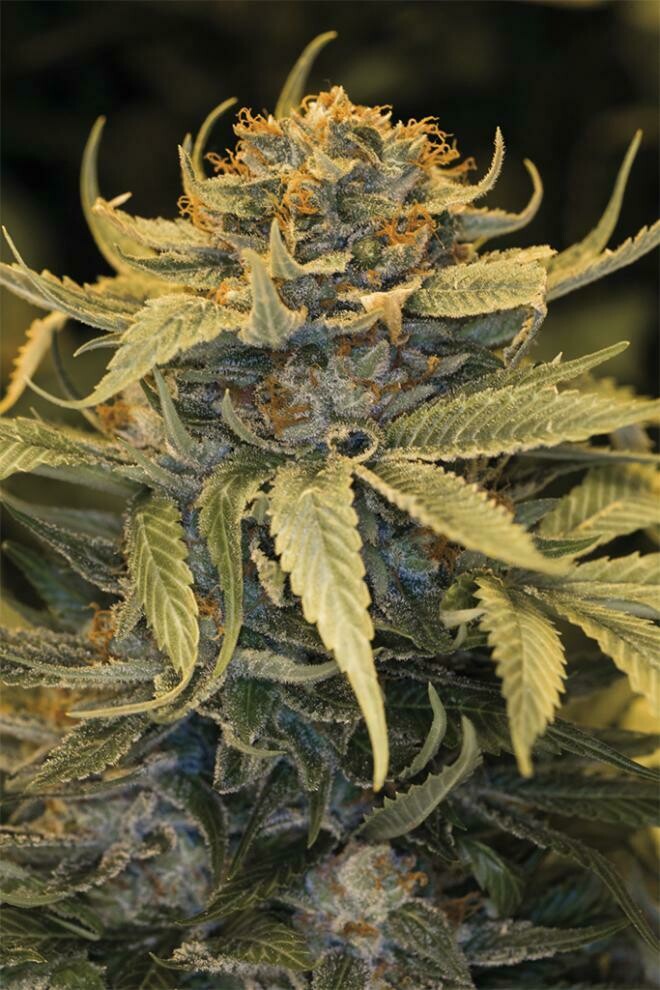 Lost Coast Og