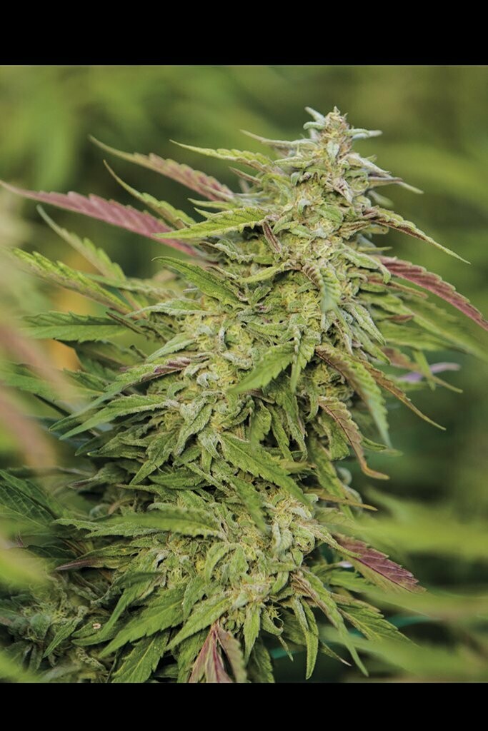 Purple Trainwreck