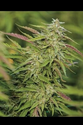 Purple Trainwreck