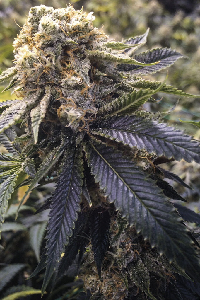 Lost Coast Hash Plant