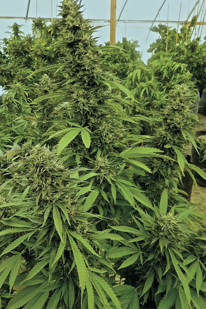 Chemdawg