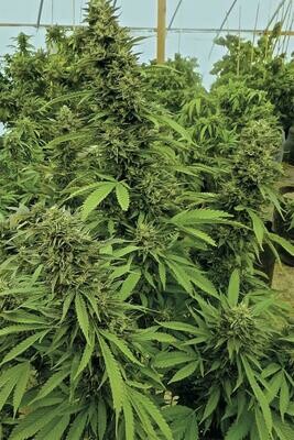 Chemdawg