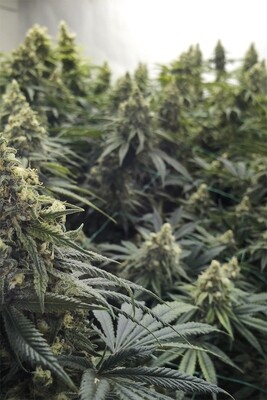 Desert Diesel