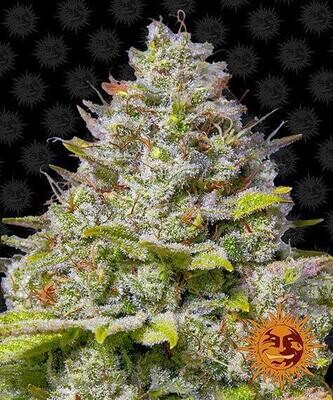 BLUE GELATO 41