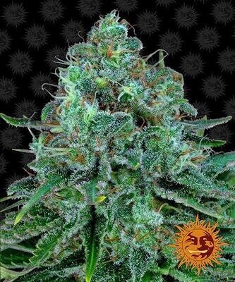 CRITICAL KUSH