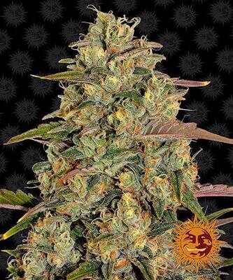 AMNESIA LEMON