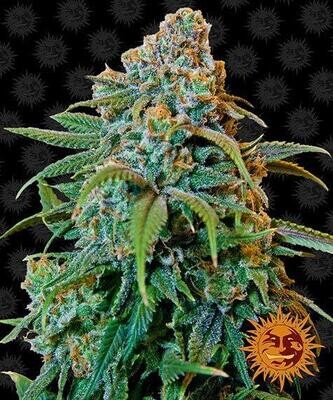 LIBERTY HAZE