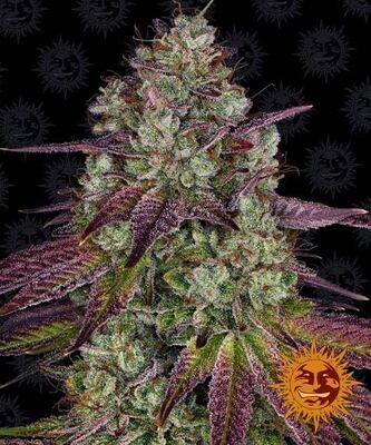 MIMOSA EVO