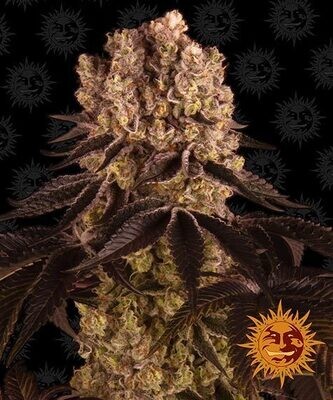 PURPLE PUNCH
