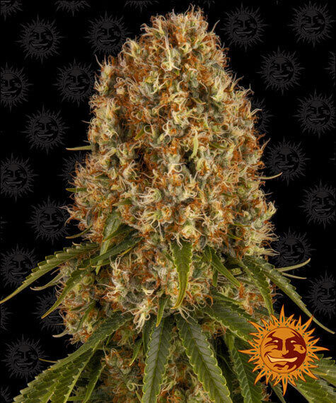 ORANGE SHERBERT
